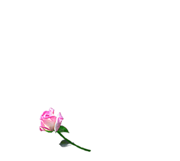 un coeur en rose